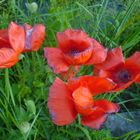 Mohn