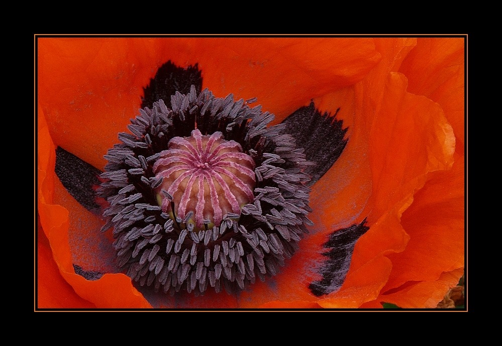 Mohn