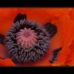 Mohn