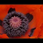 Mohn