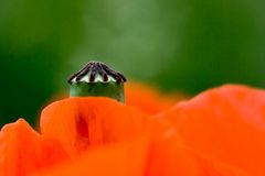 -- Mohn --