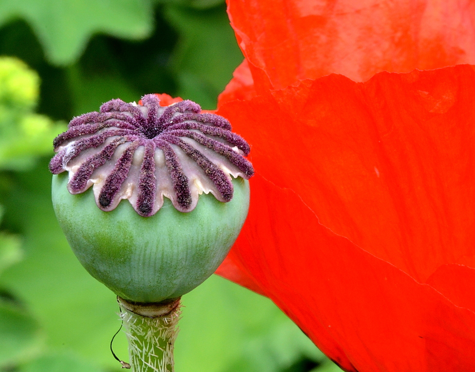 Mohn