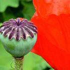 Mohn