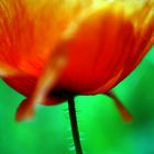 Mohn........