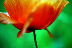 Mohn........