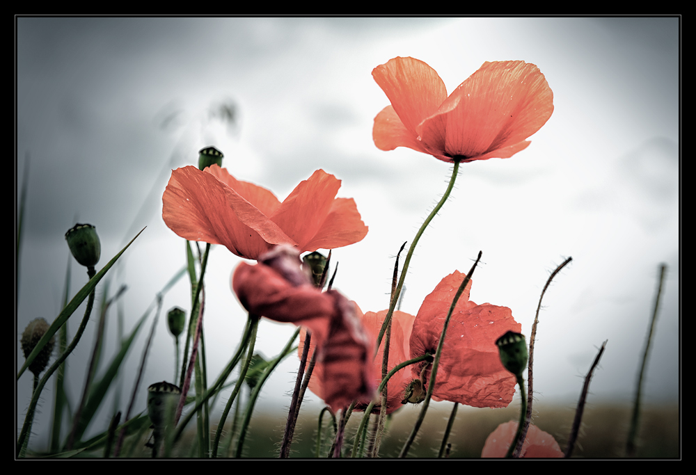 Mohn