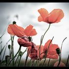 Mohn