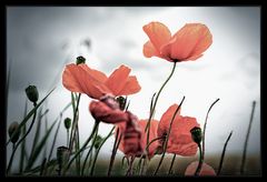 Mohn