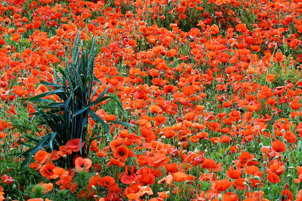 MOHN