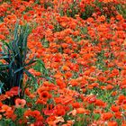 MOHN