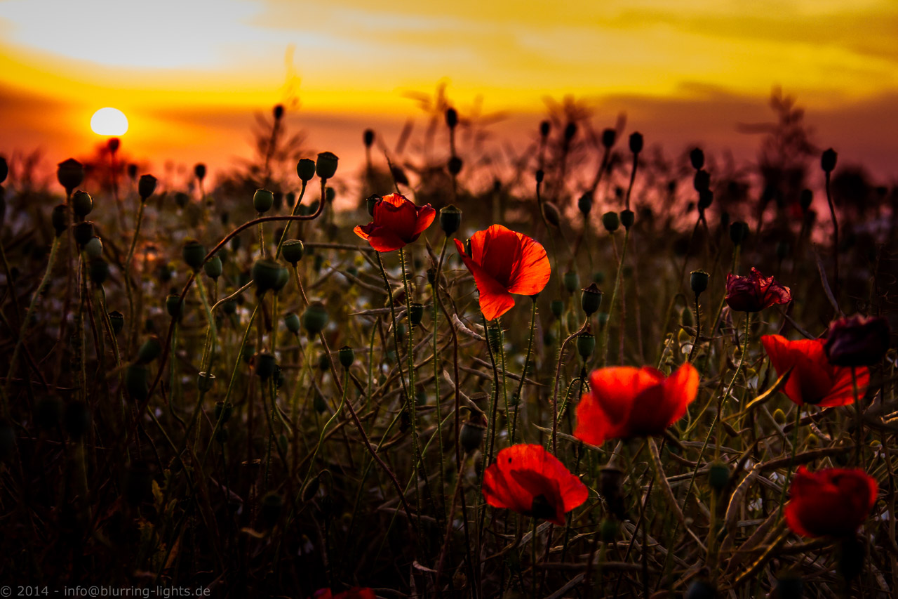 [ MOHN ]