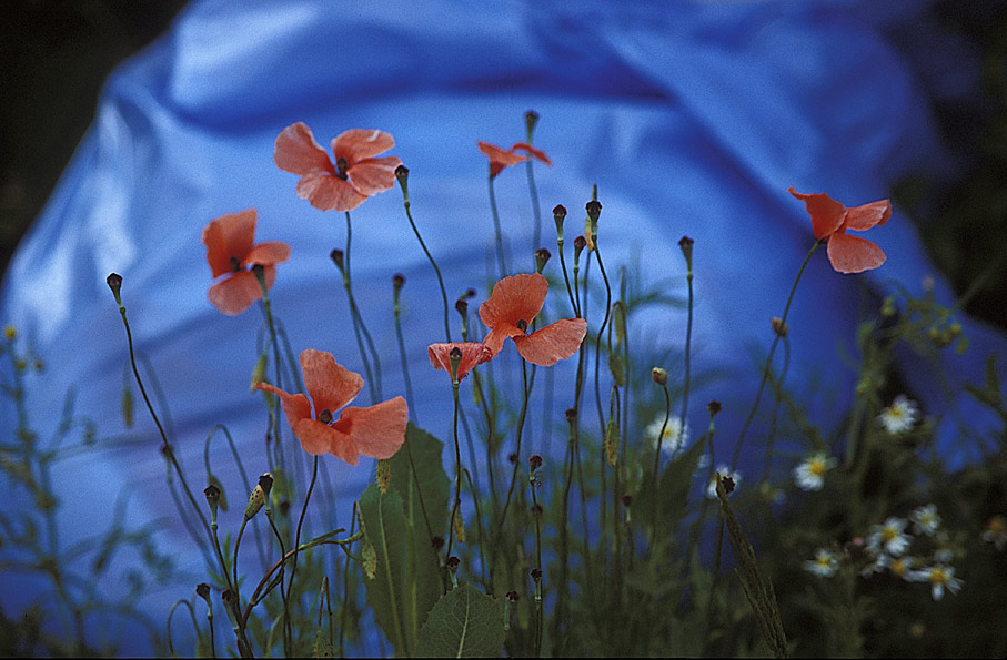 Mohn