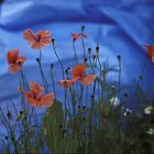 Mohn