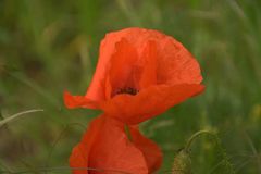 Mohn