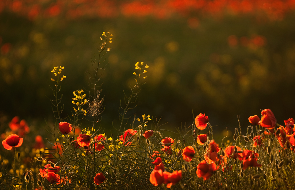 Mohn....