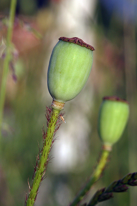 Mohn