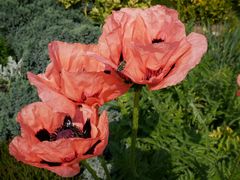 Mohn