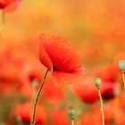 Mohn