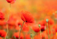 Mohn