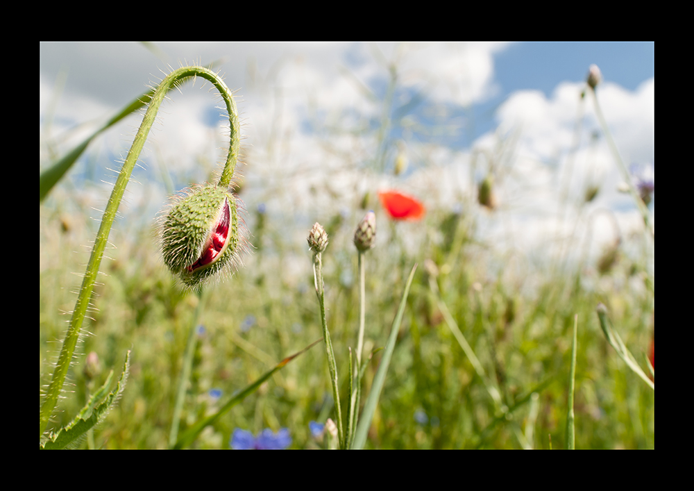 Mohn