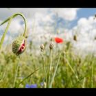 Mohn