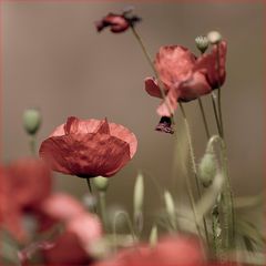 Mohn