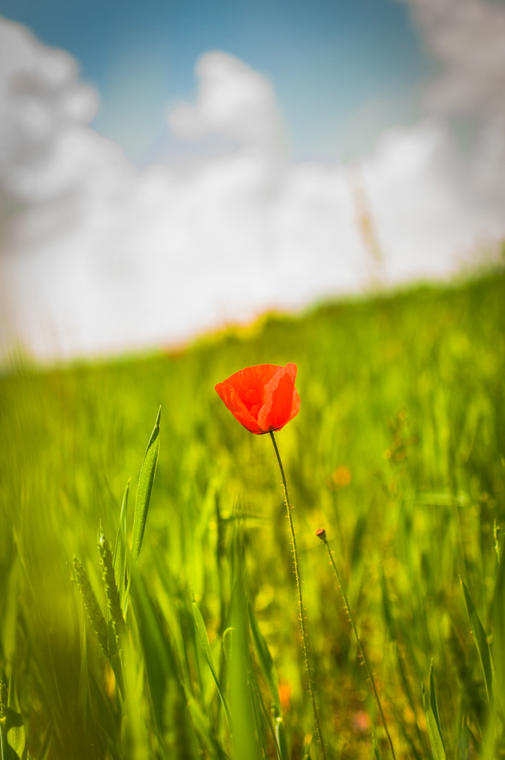 Mohn