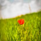 Mohn