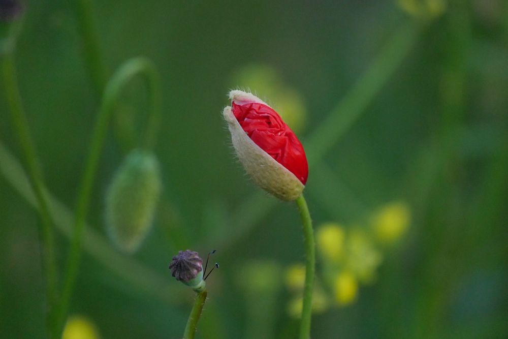 MOHN