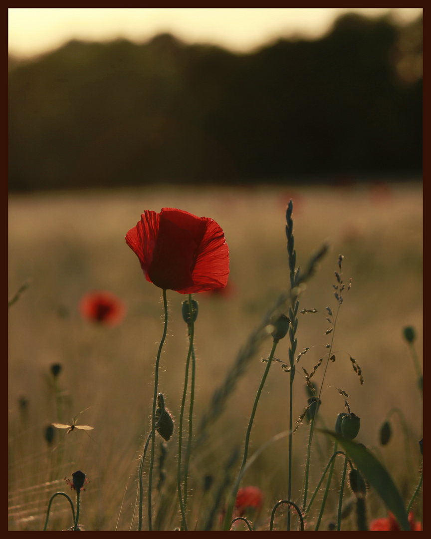 Mohn