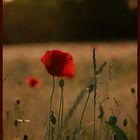 Mohn