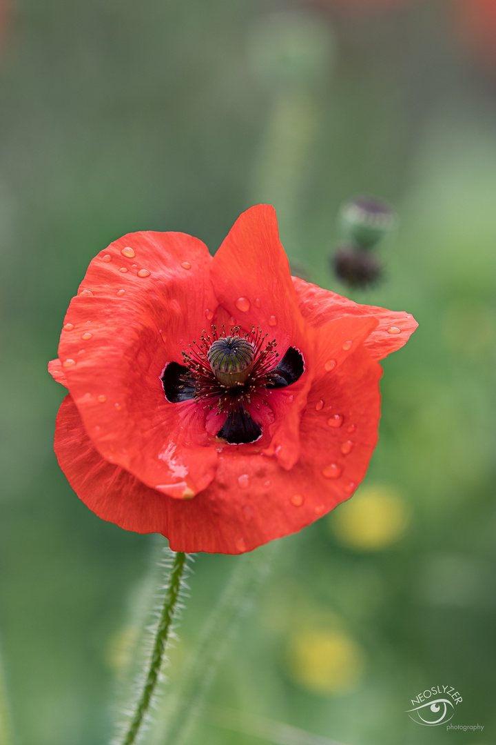 Mohn