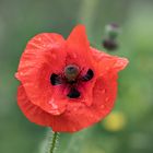 Mohn