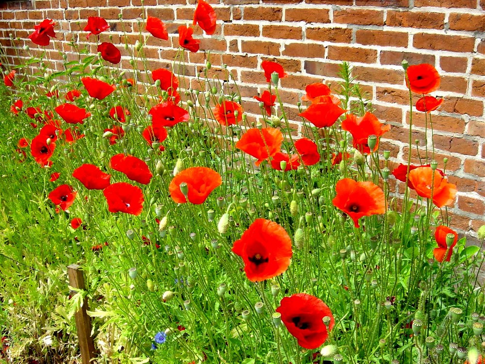 Mohn