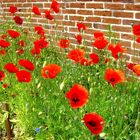 Mohn