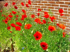 Mohn