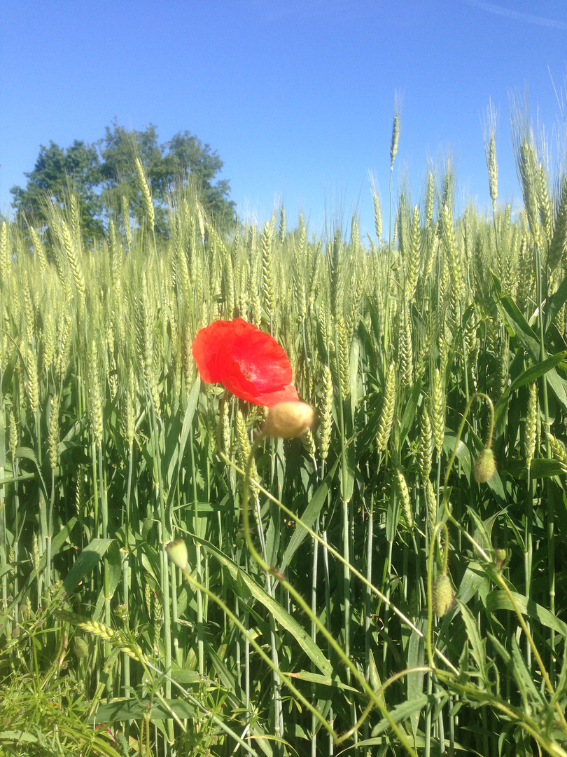 Mohn