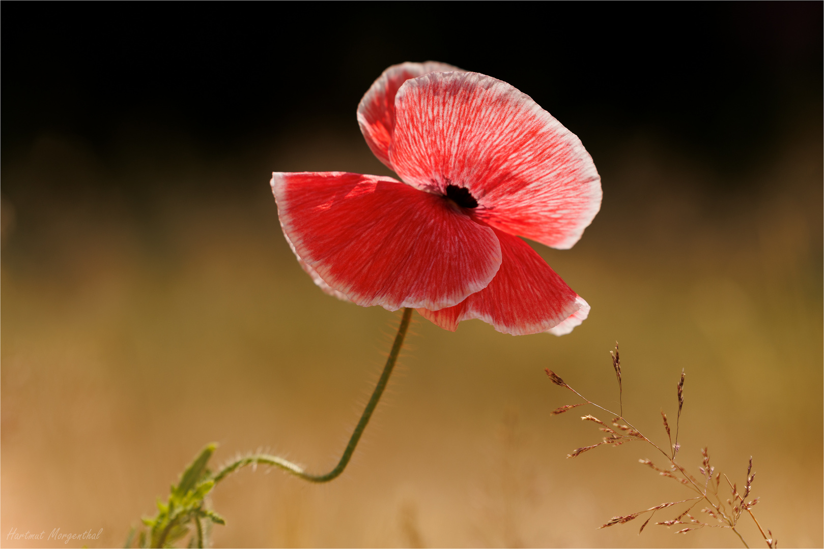 Mohn