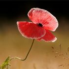 Mohn