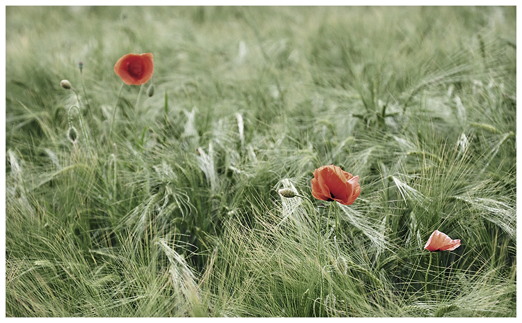 mohn..