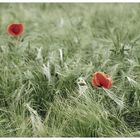 mohn..