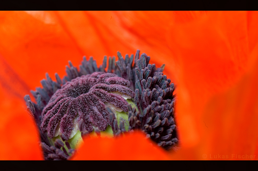 Mohn