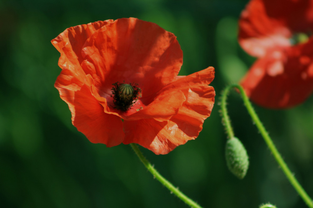 Mohn