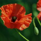 Mohn