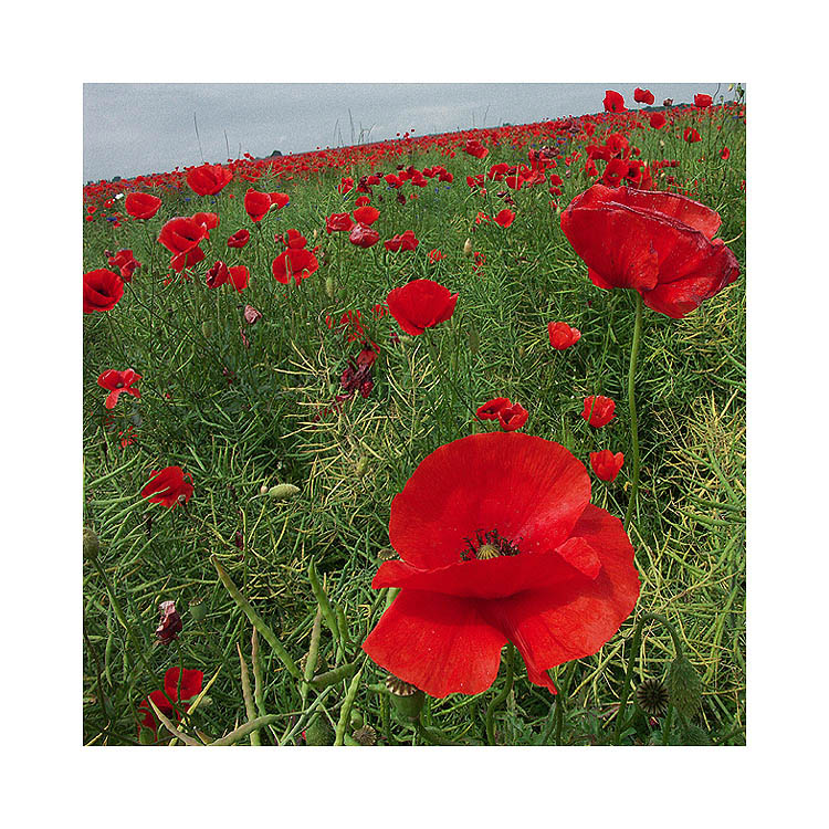 Mohn