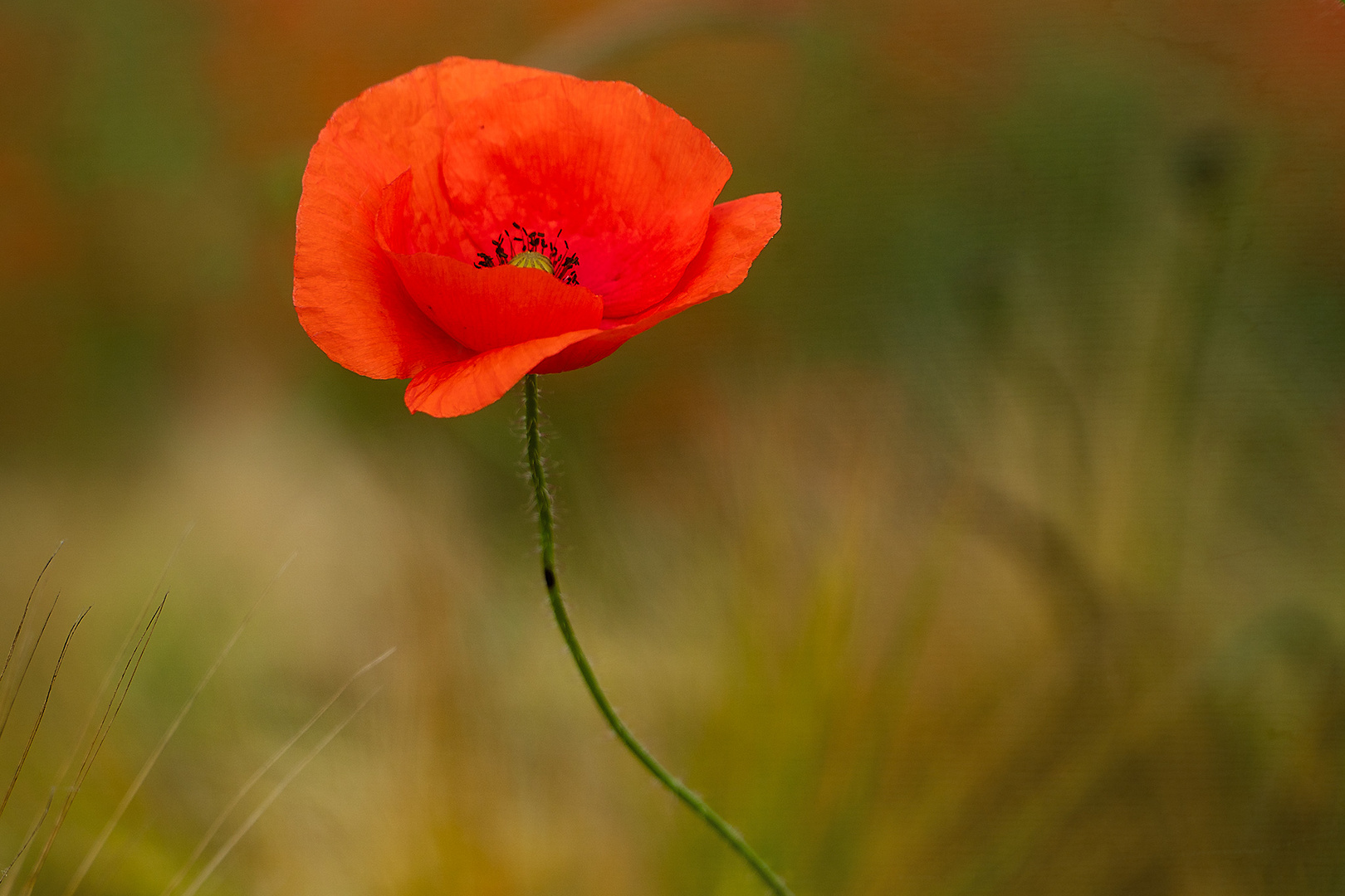 Mohn