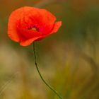 Mohn