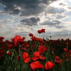 Mohn