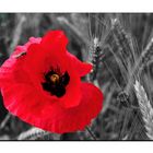 Mohn