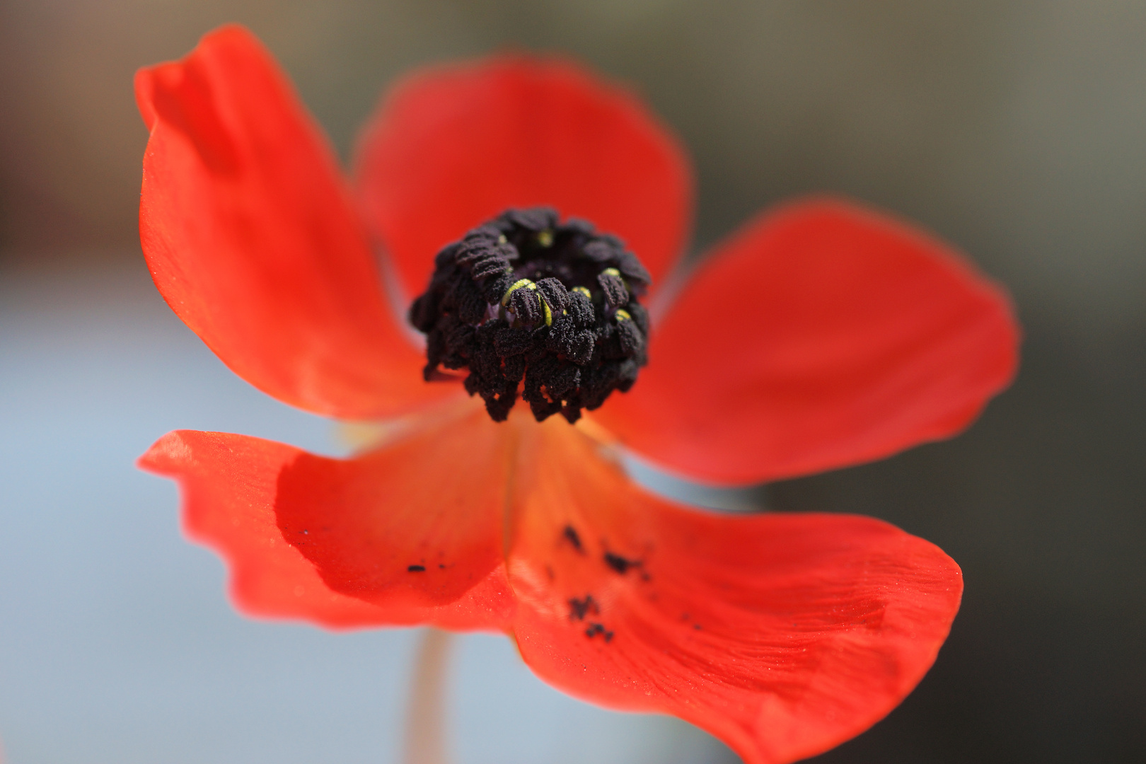 Mohn